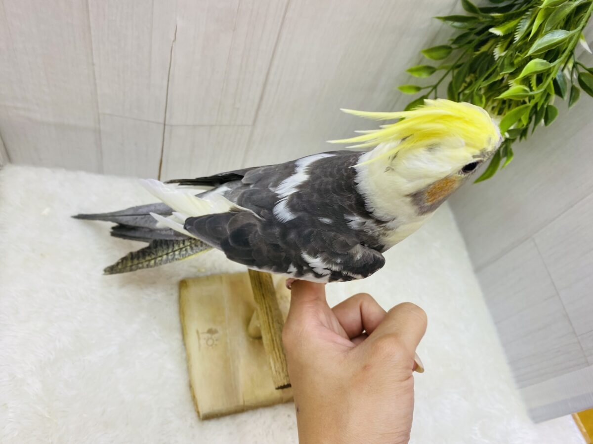 オカメインコ