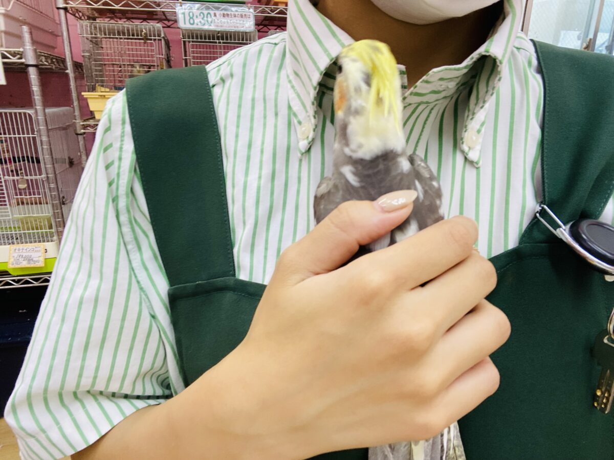 オカメインコ