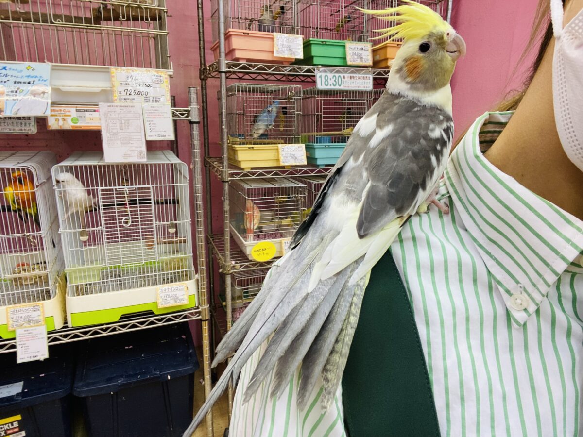 オカメインコ