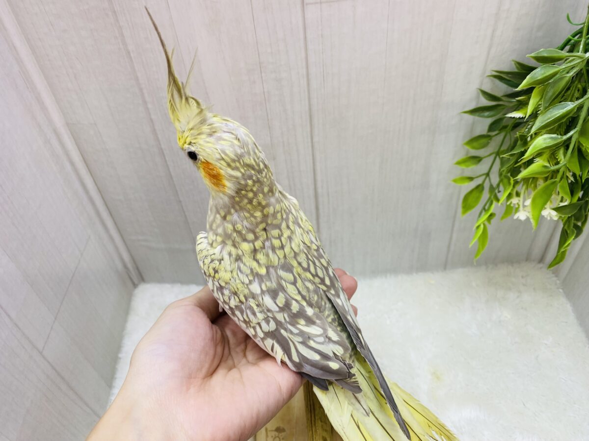 オカメインコ
