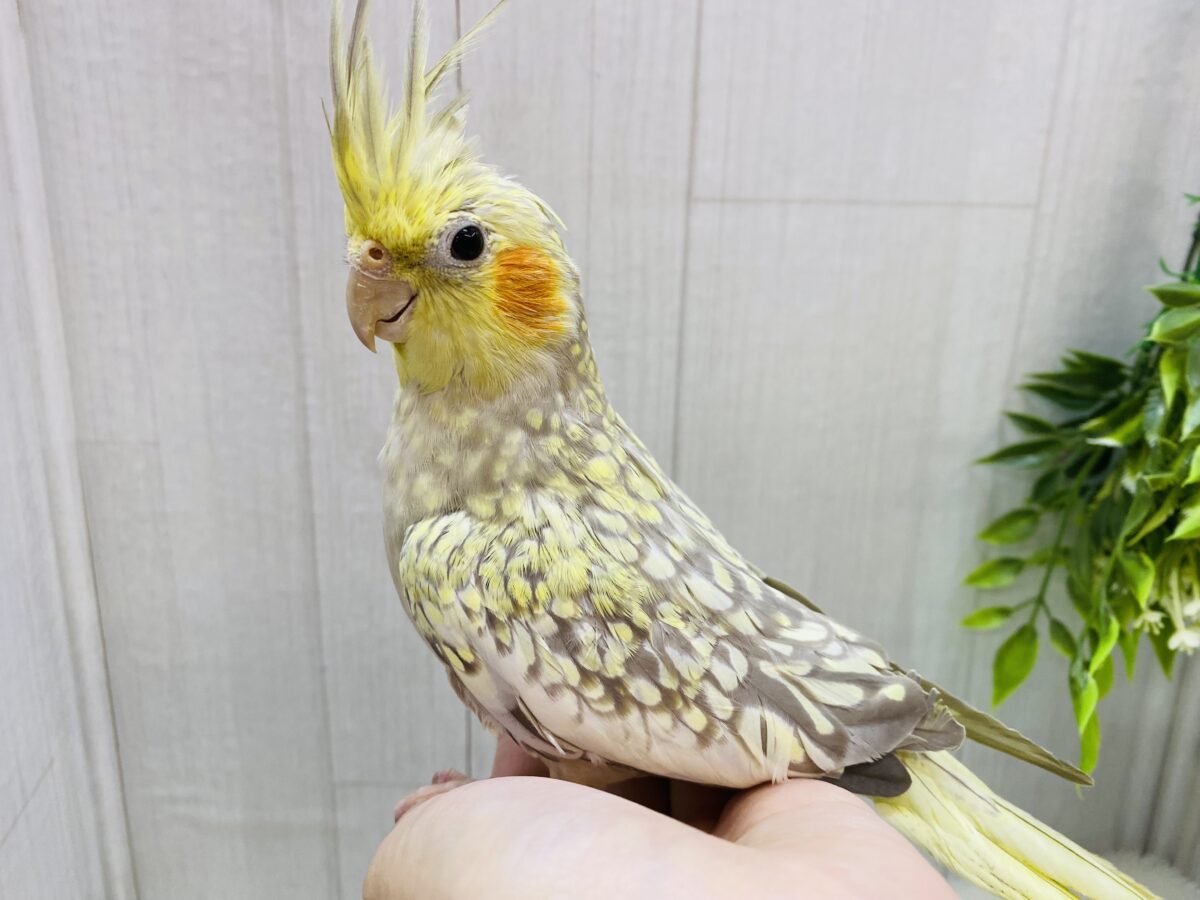 オカメインコ
