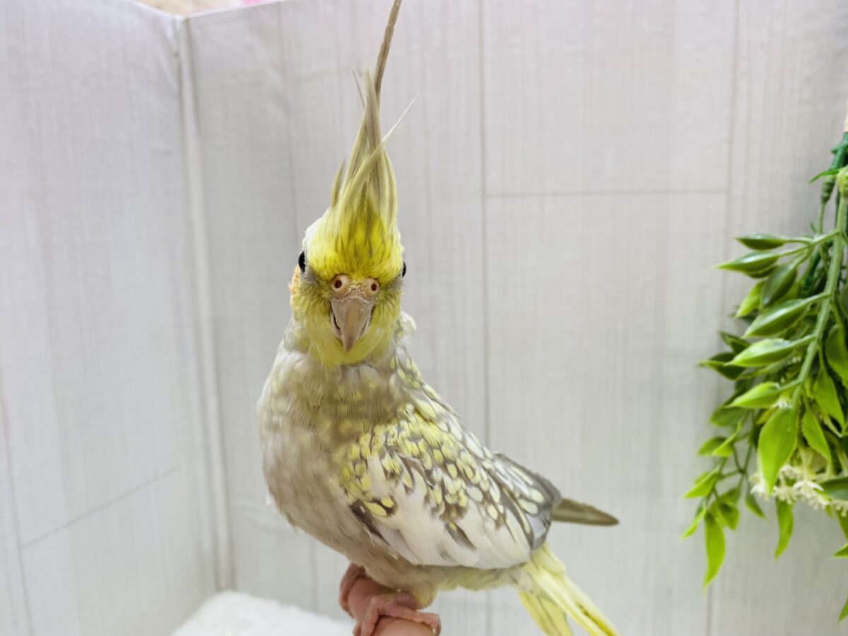 オカメインコ