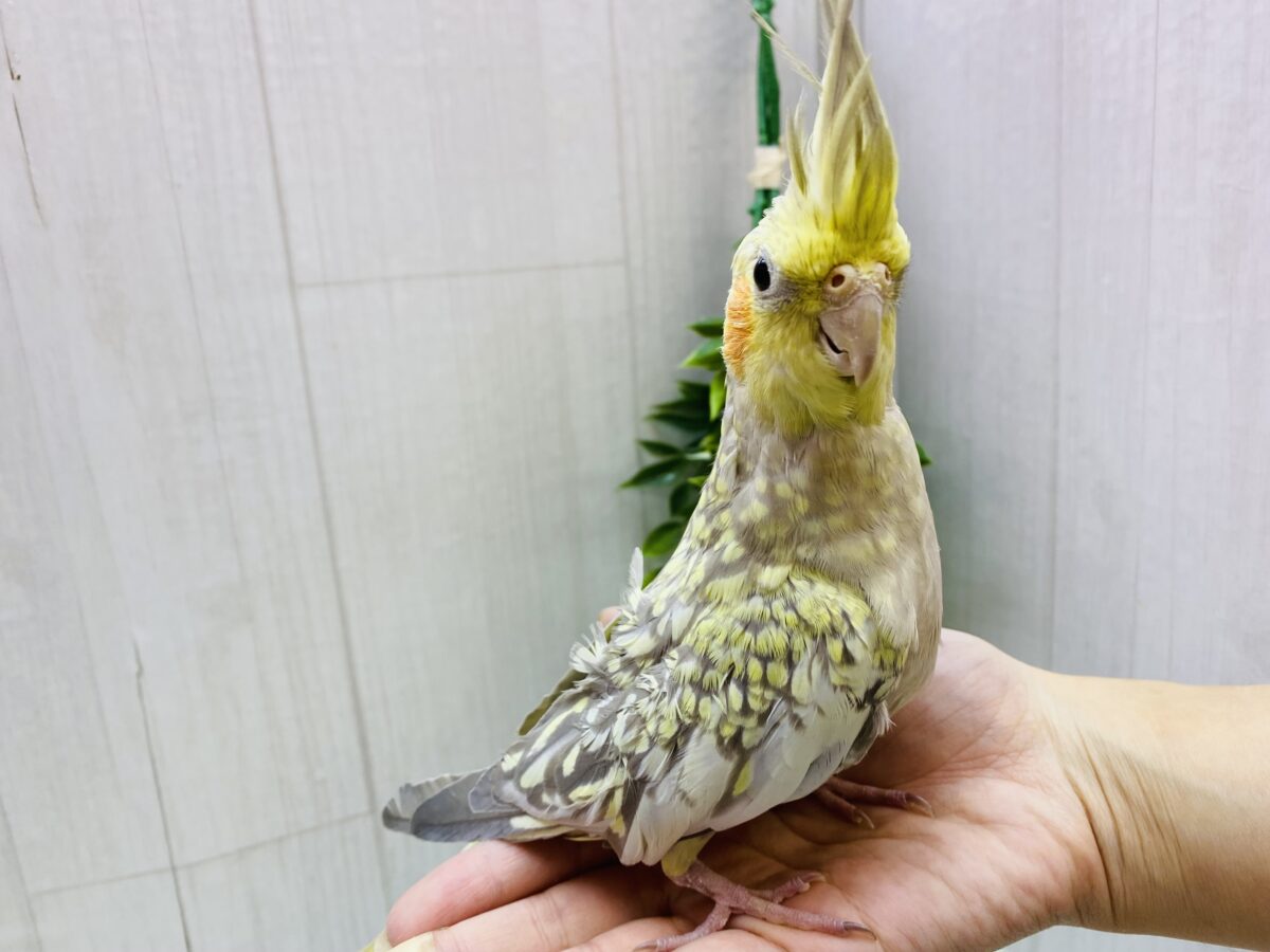 オカメインコ
