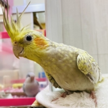 立派なモヒカン‼️美しパールのオカメインコ🧡🧡