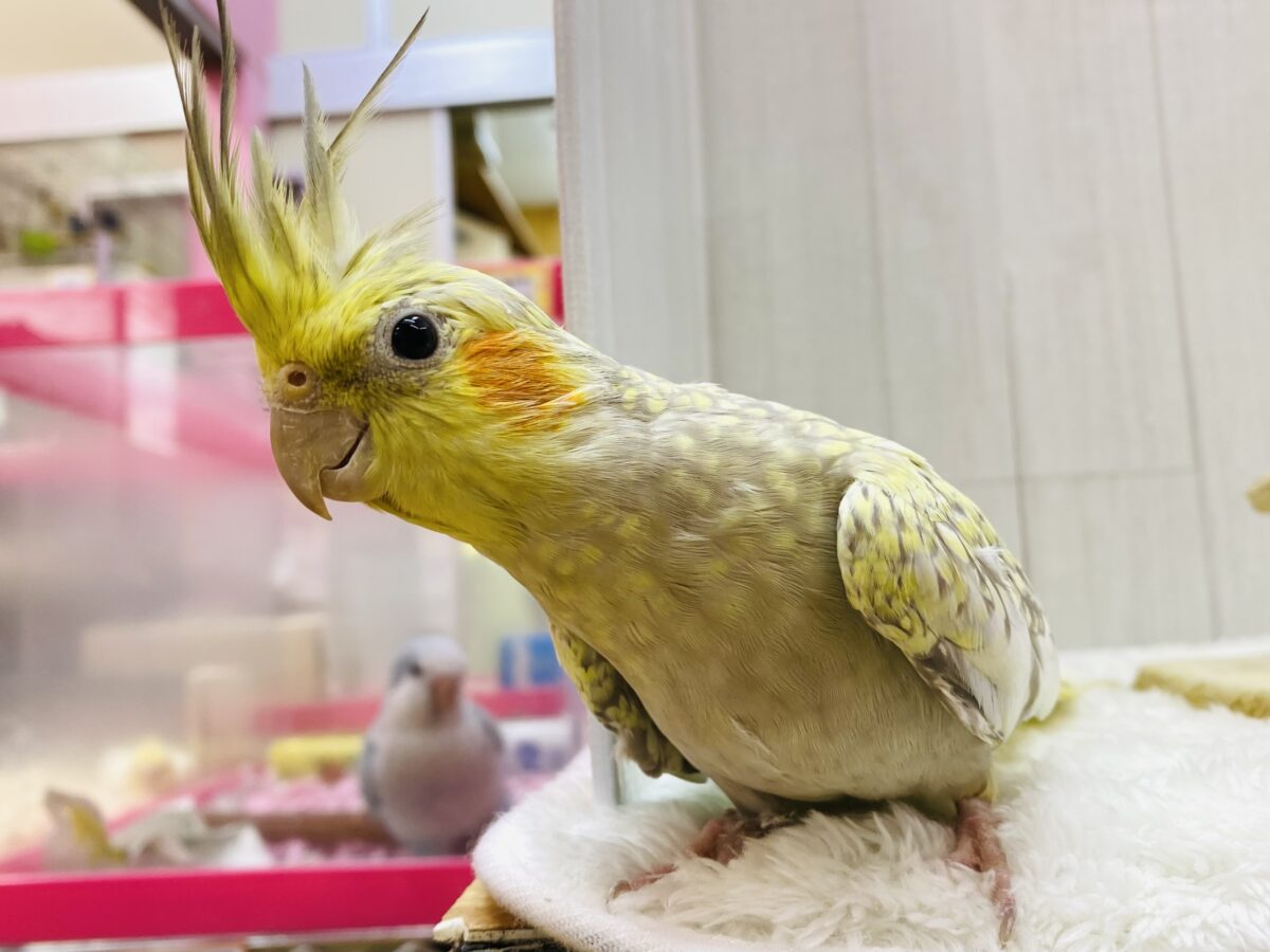 立派なモヒカン‼️美しパールのオカメインコ🧡🧡