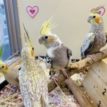 一人餌⭐️オカメインコフェア開催中‼️