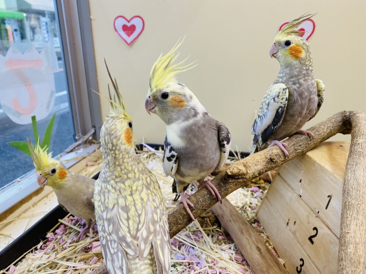 一人餌⭐️オカメインコフェア開催中‼️
