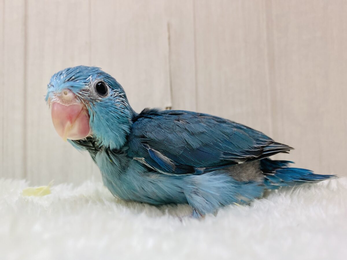 ビビットブルーの元気っ子⭐️マメルリハインコ💙