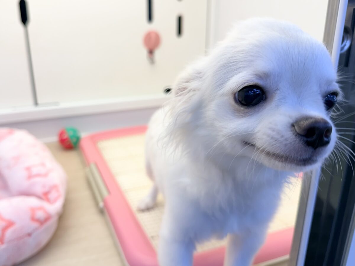 チワワ