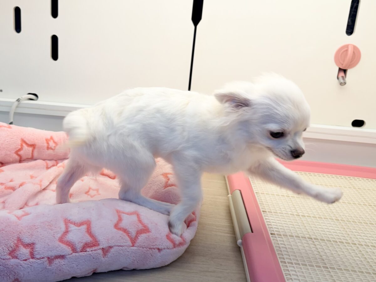 チワワ