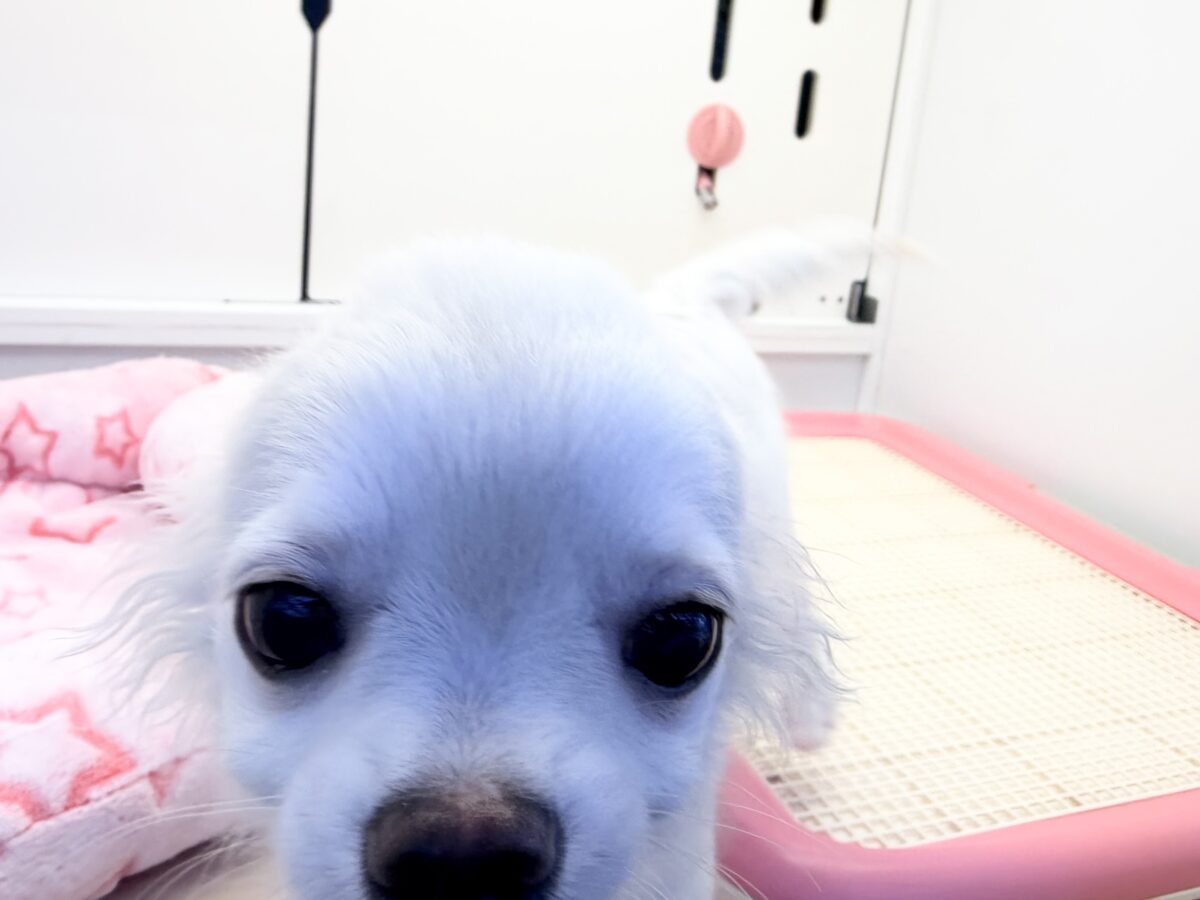 チワワ