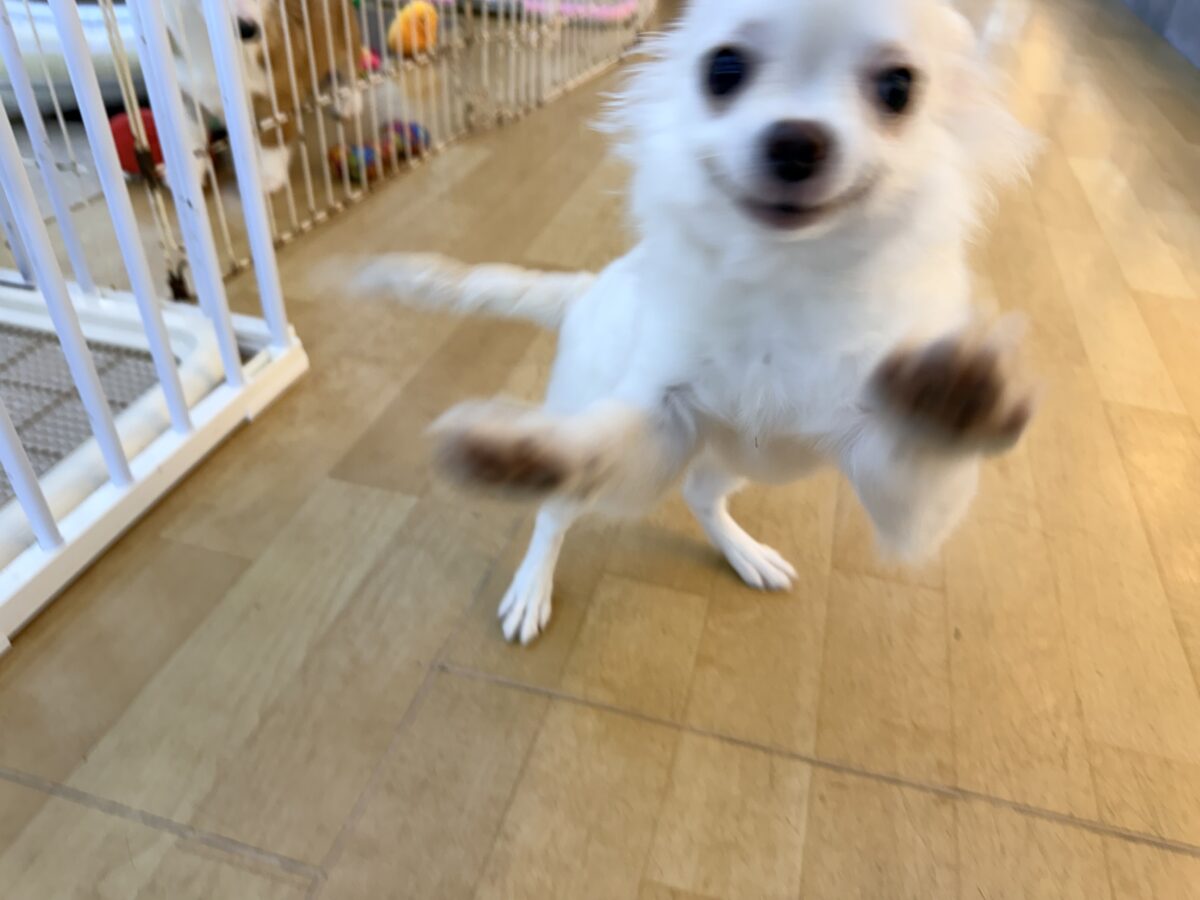 チワワ