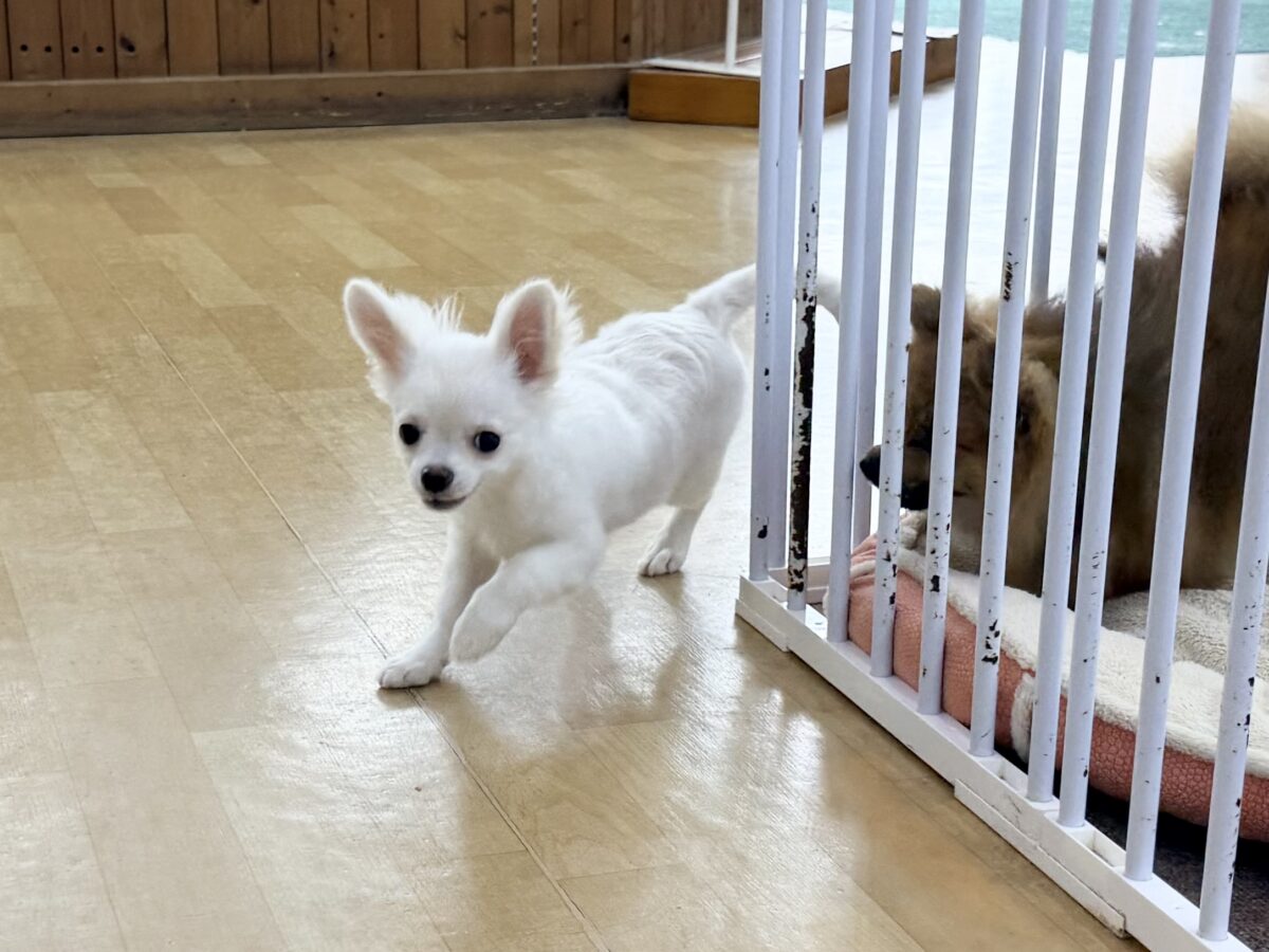 チワワ