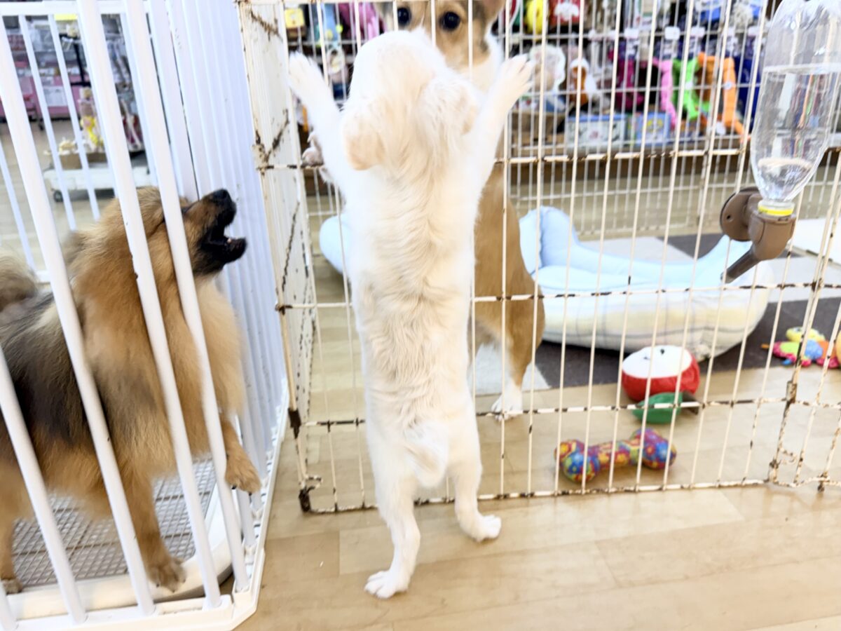 チワワ