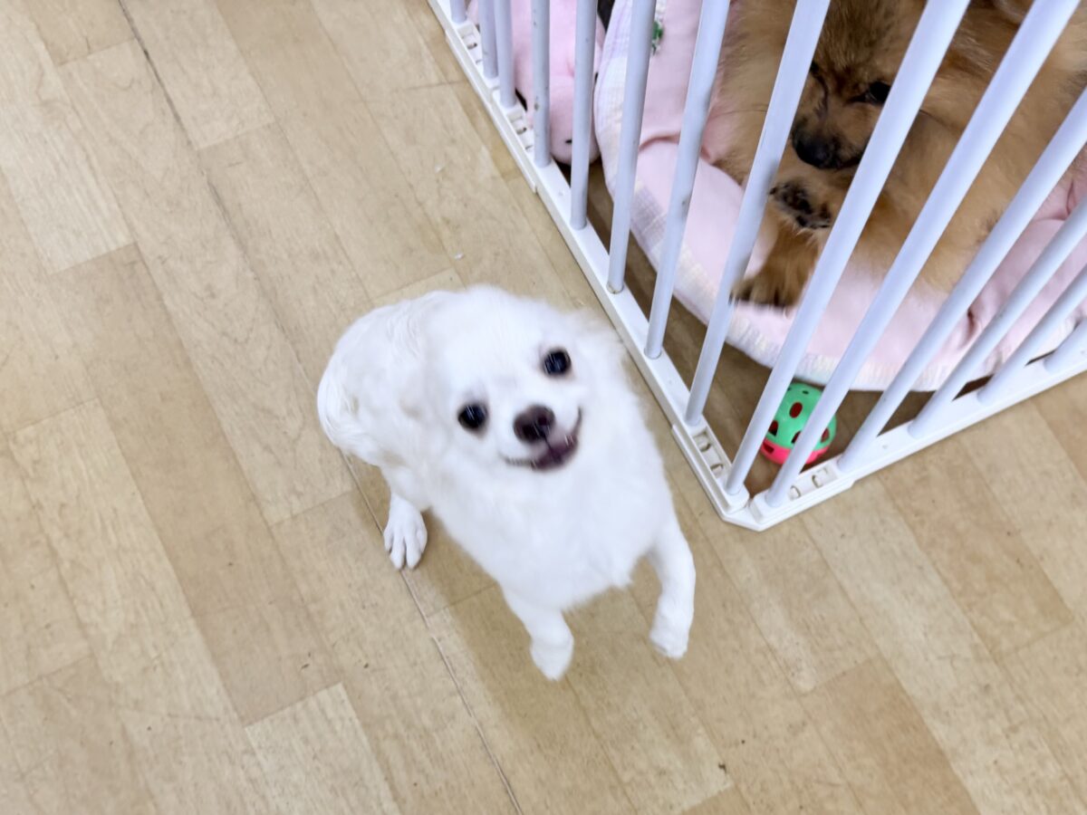 チワワ