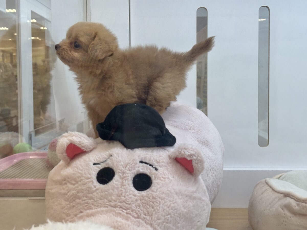 チワプー