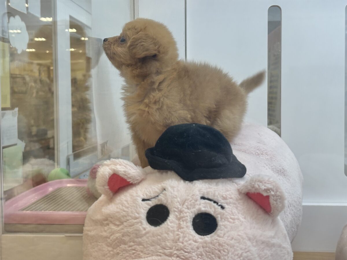 チワプー