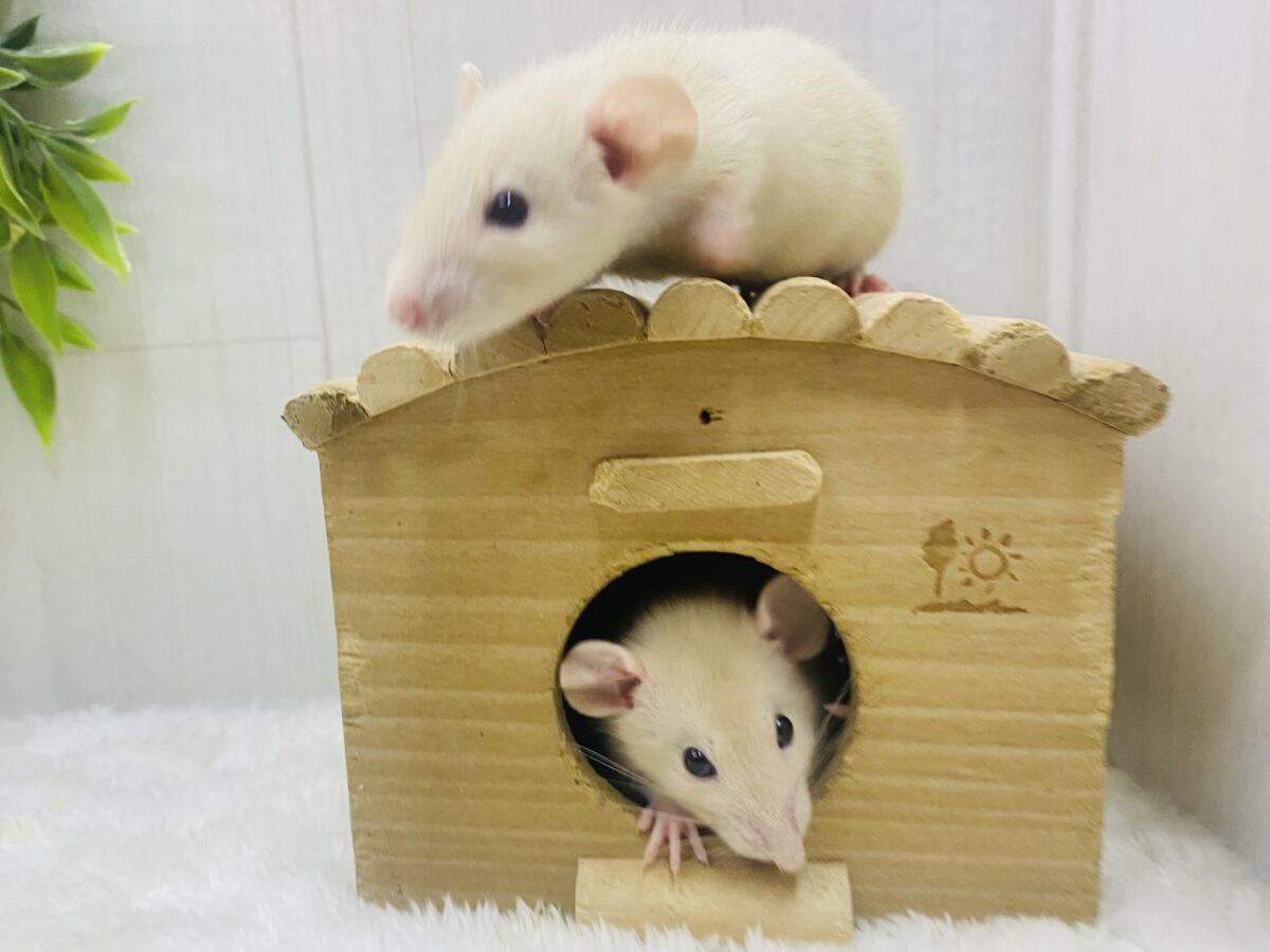 ファンシーラット
