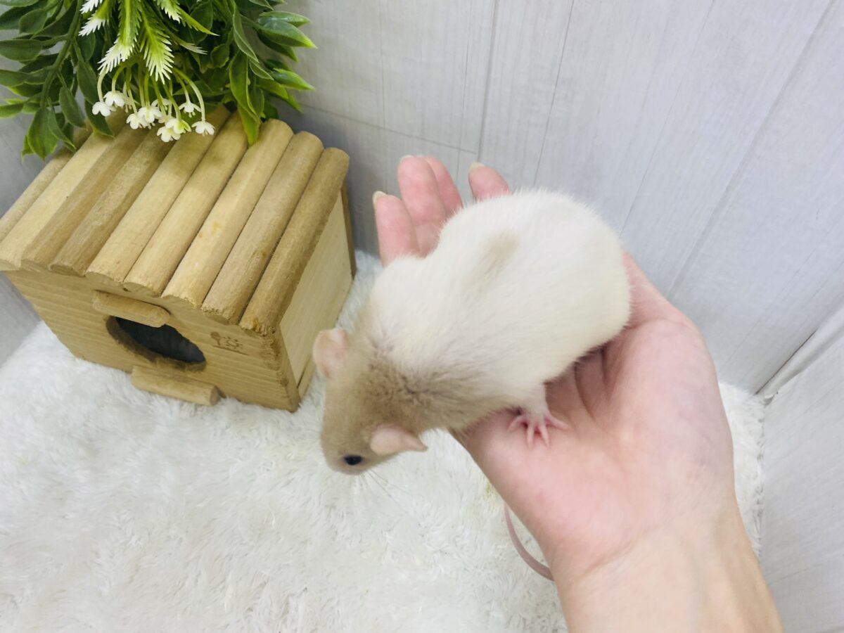 ファンシーラット