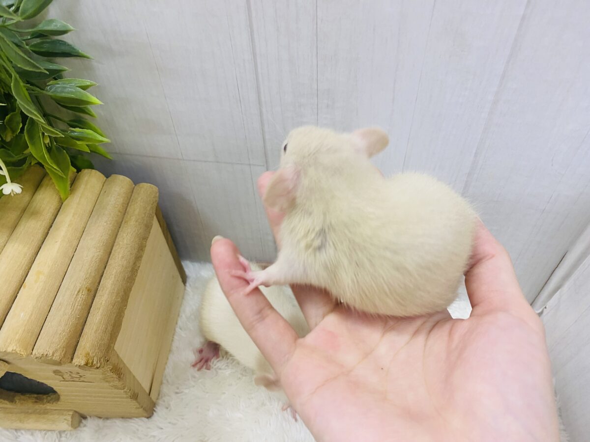ファンシーラット