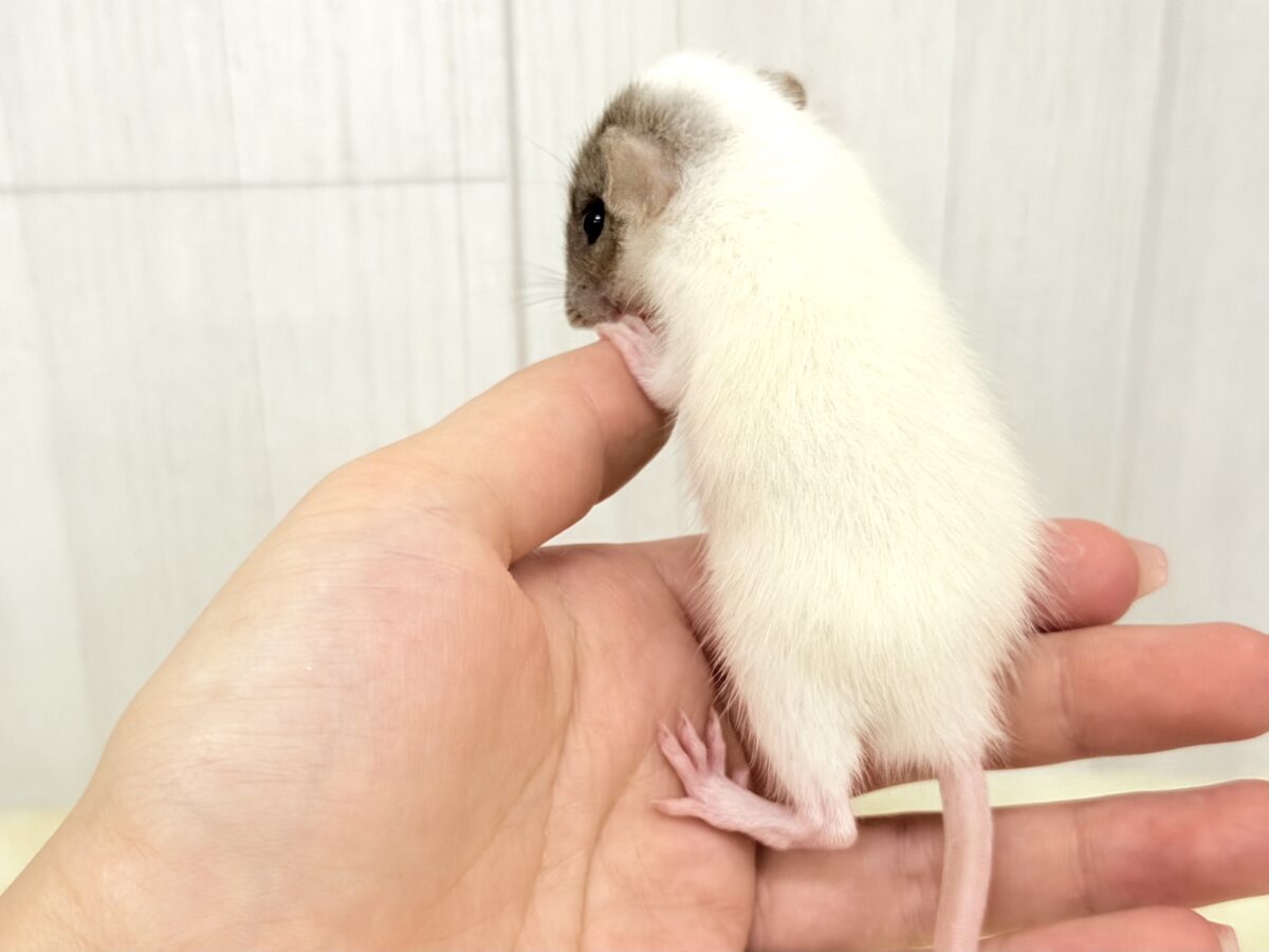 ファンシーラット