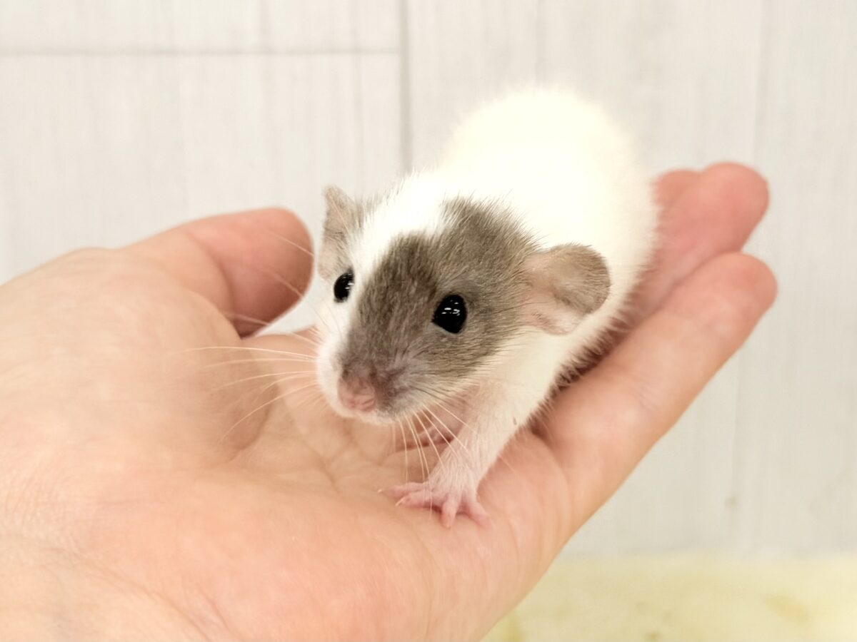 ファンシーラット