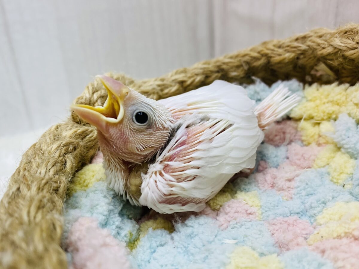 白文鳥