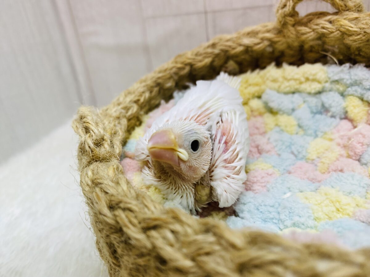 白文鳥