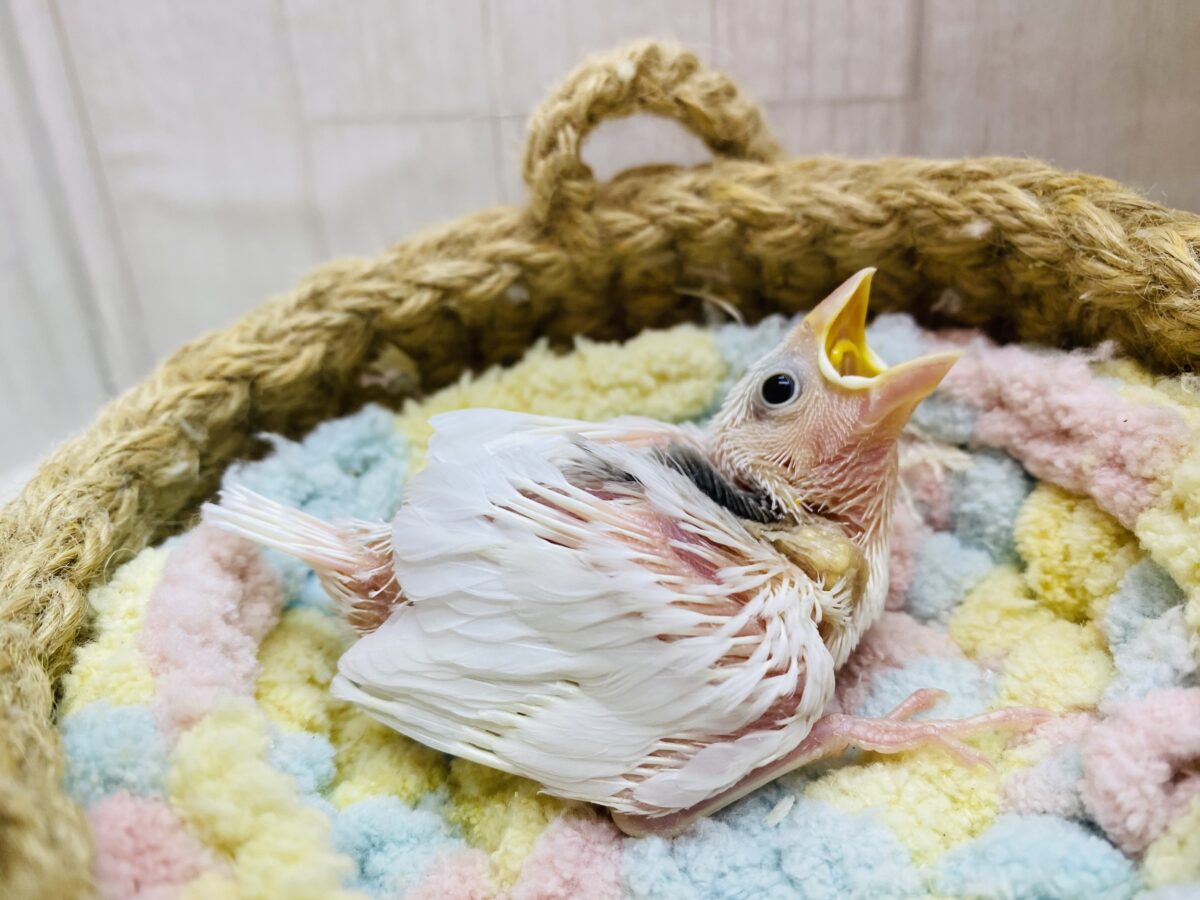 白文鳥