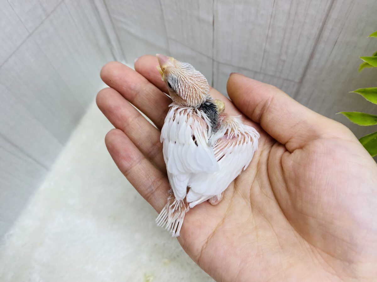 白文鳥