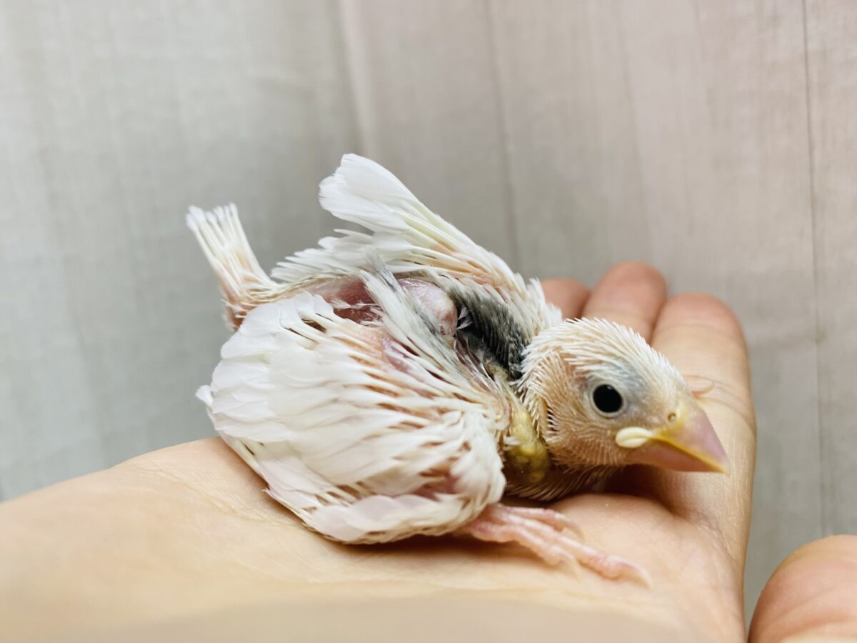 白文鳥