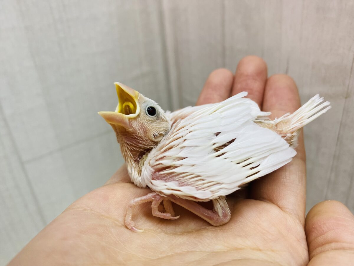 白文鳥