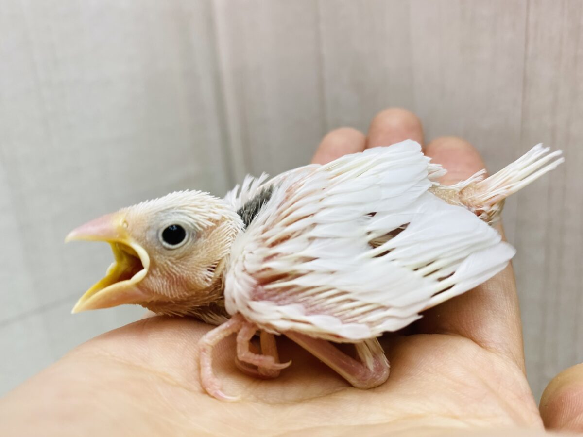ちょこっとグレーが入ります🩶定番人気✨白文鳥❤️