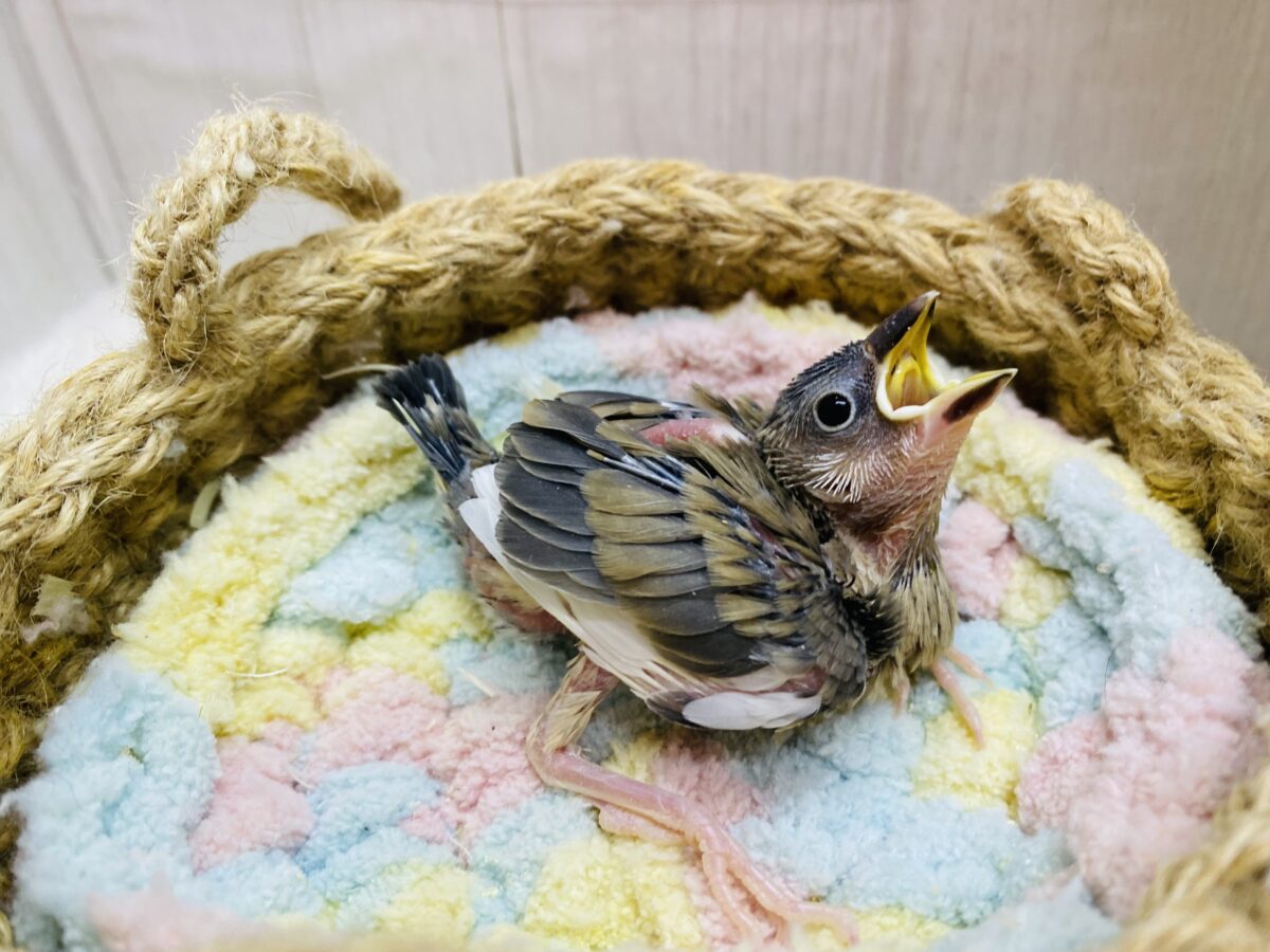 桜文鳥