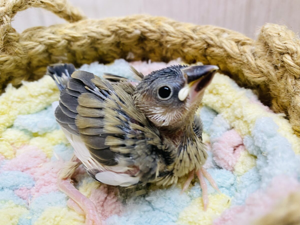 キリッとイケメン参上✨成長の楽しみな桜文鳥さん🌸