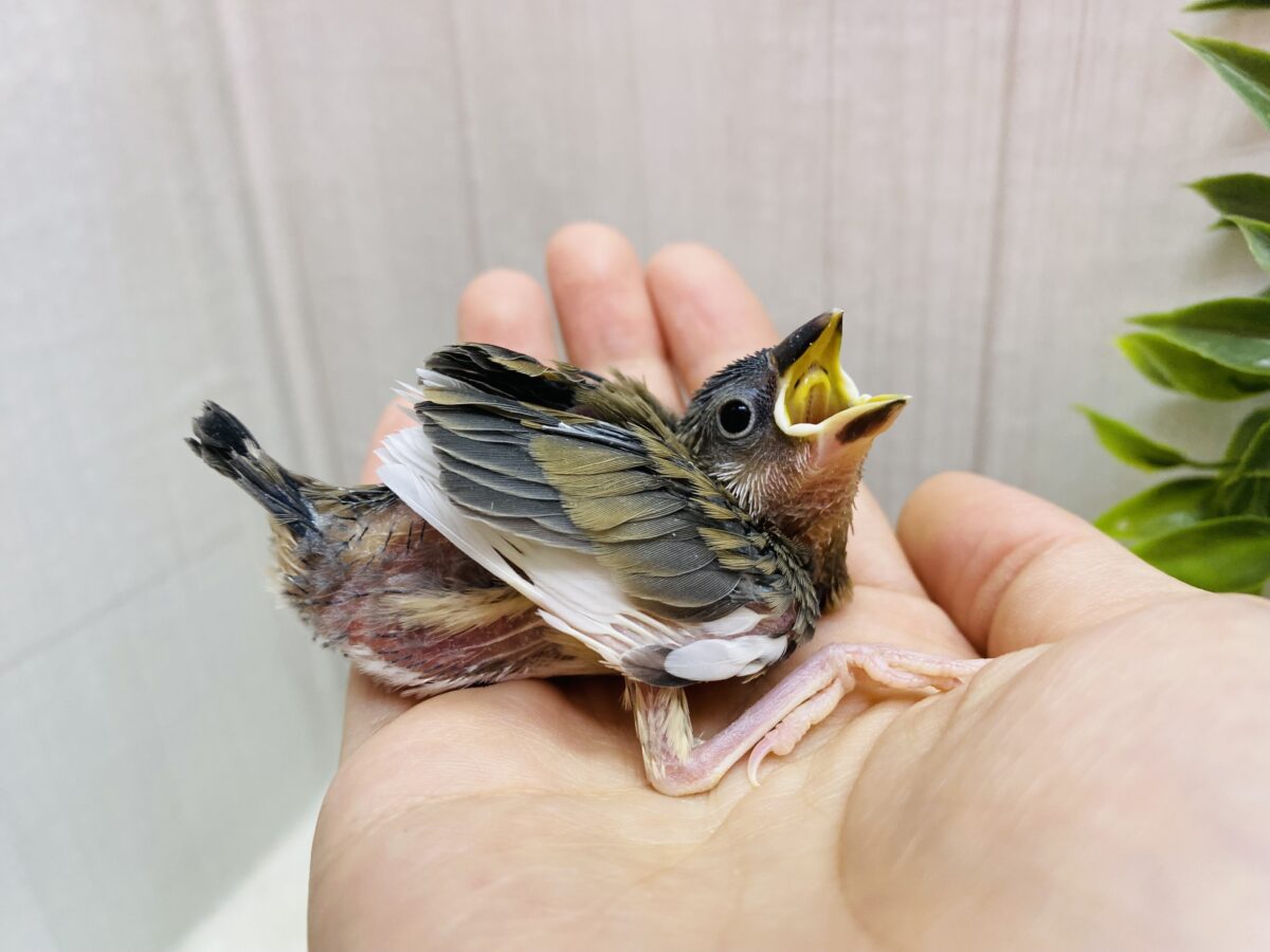 桜文鳥