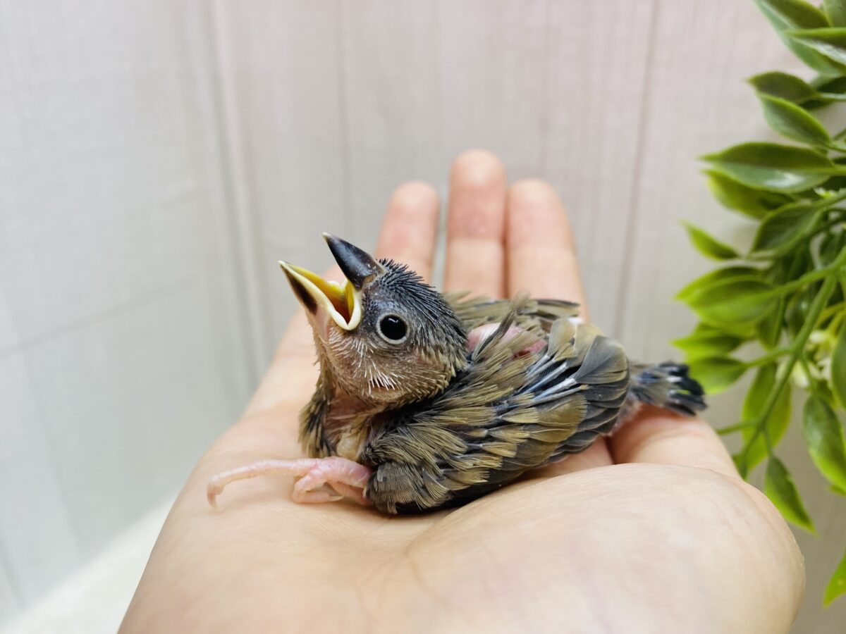 桜文鳥