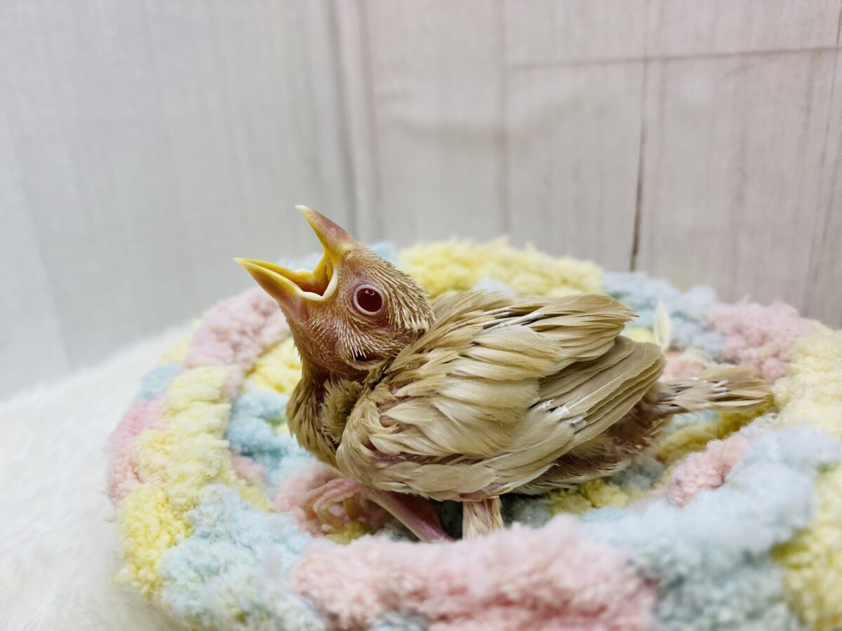 シナモン文鳥