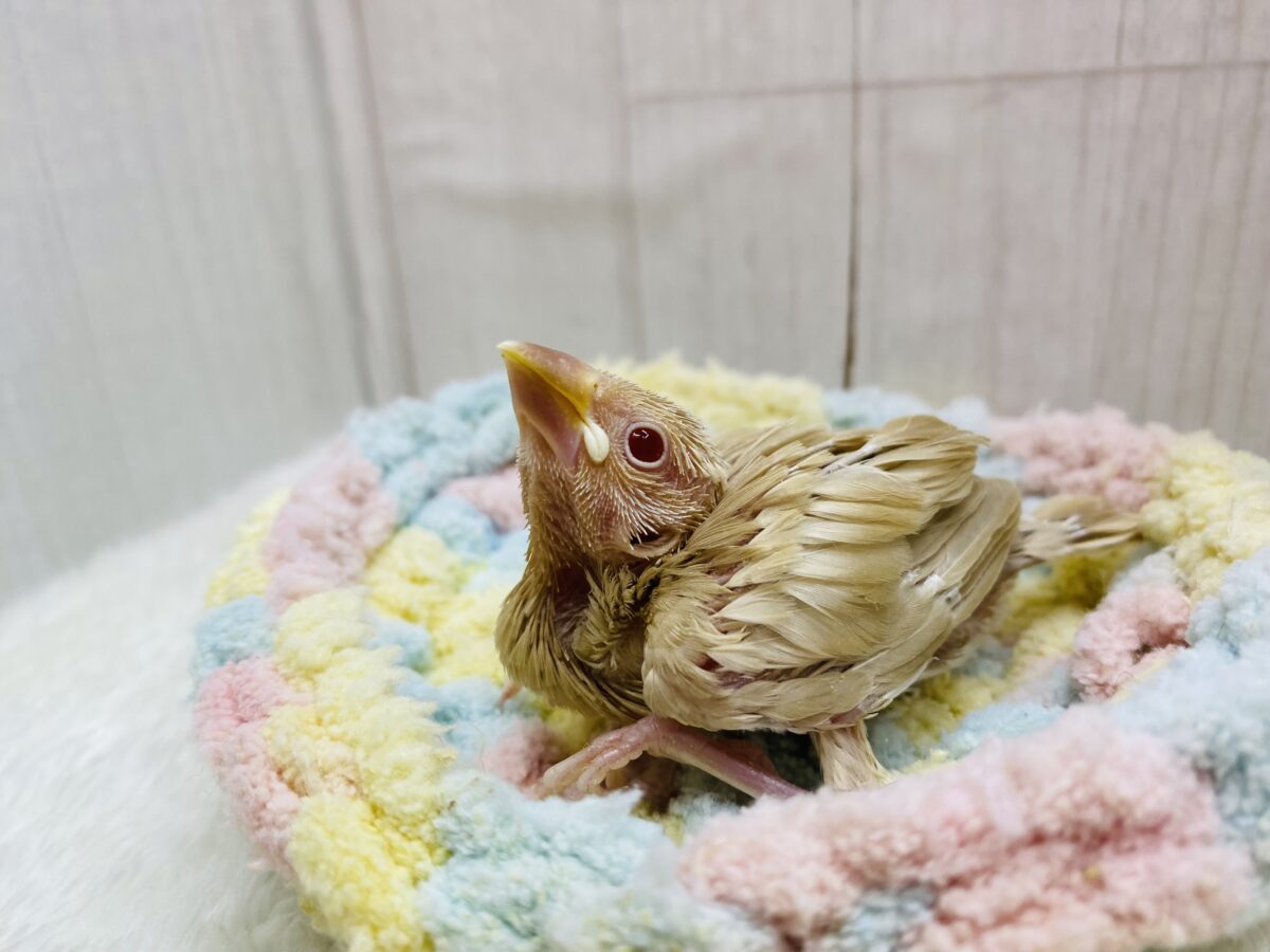 シナモン文鳥