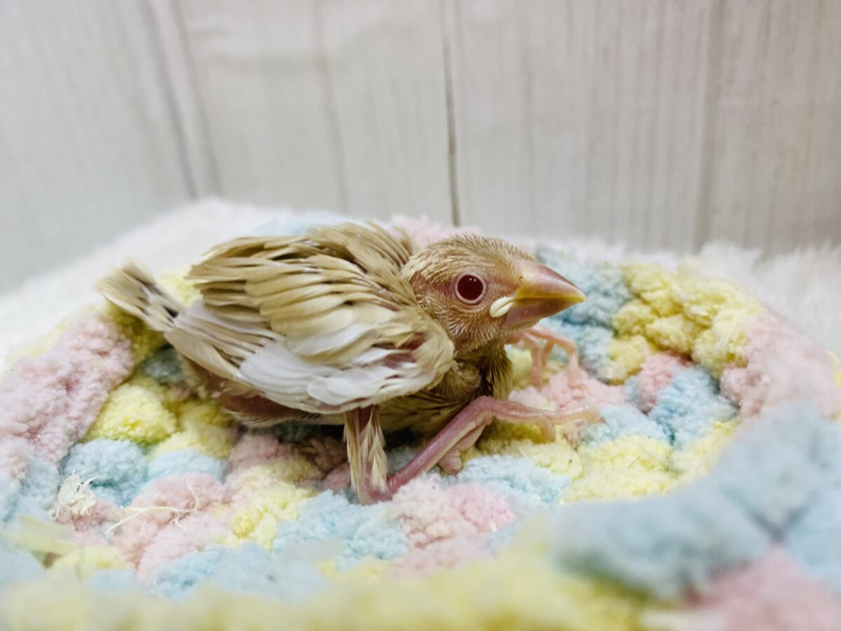 シナモン文鳥