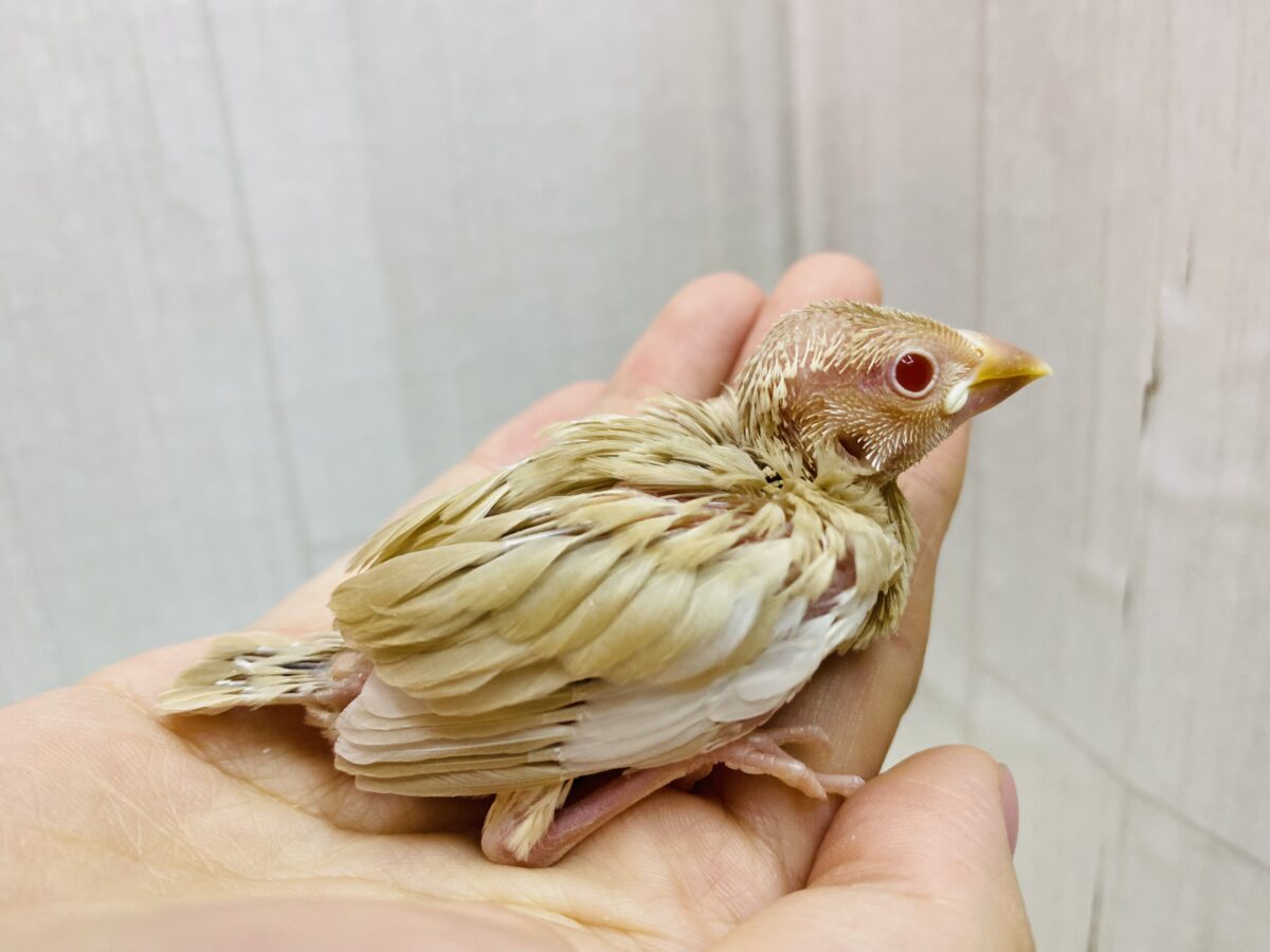 シナモン文鳥