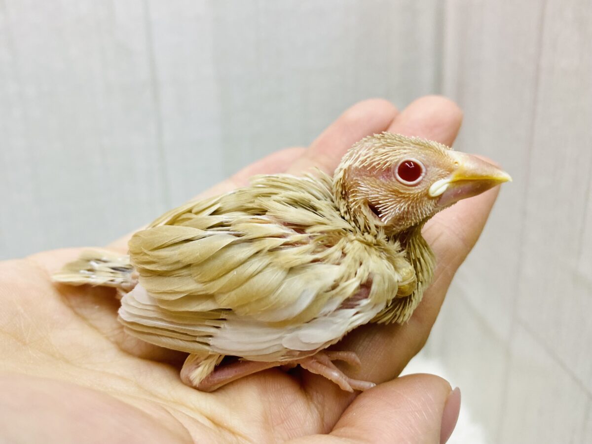 透き通るその瞳にビビっときちゃいました💘シナモン文鳥さん😊
