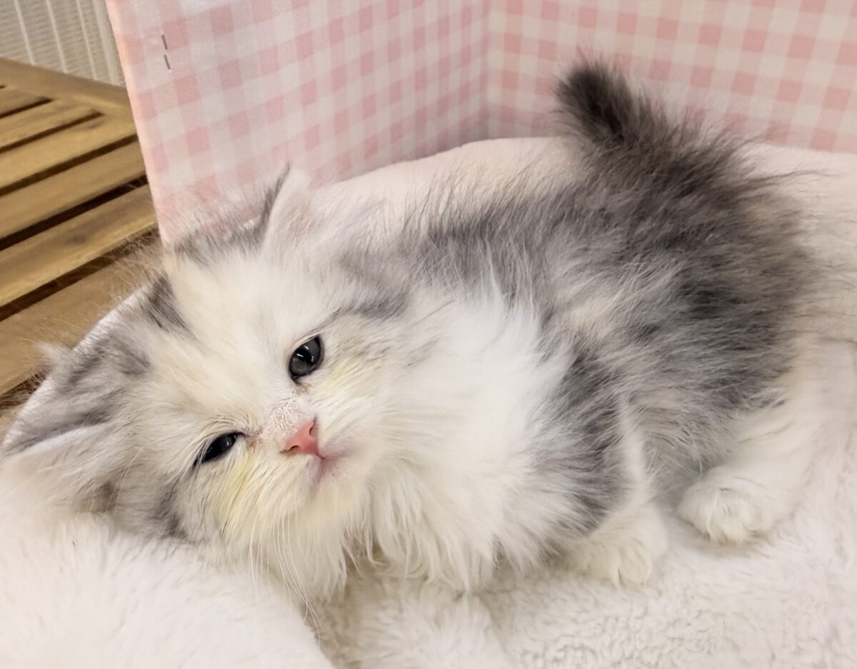 マンチカン