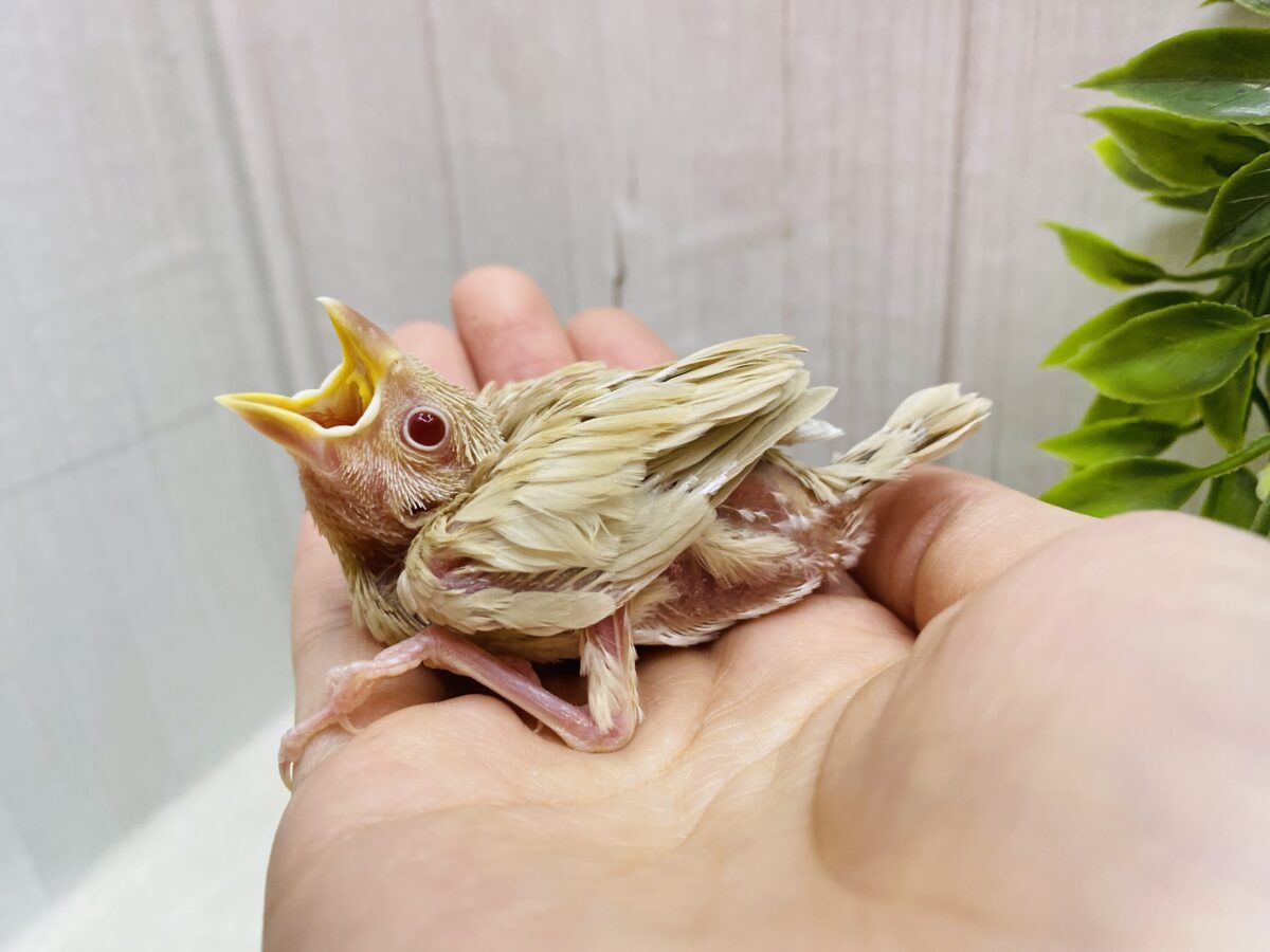シナモン文鳥