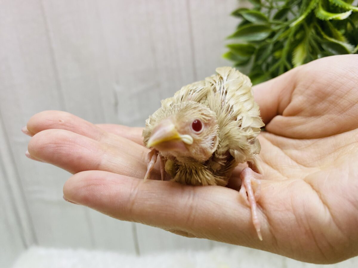 シナモン文鳥