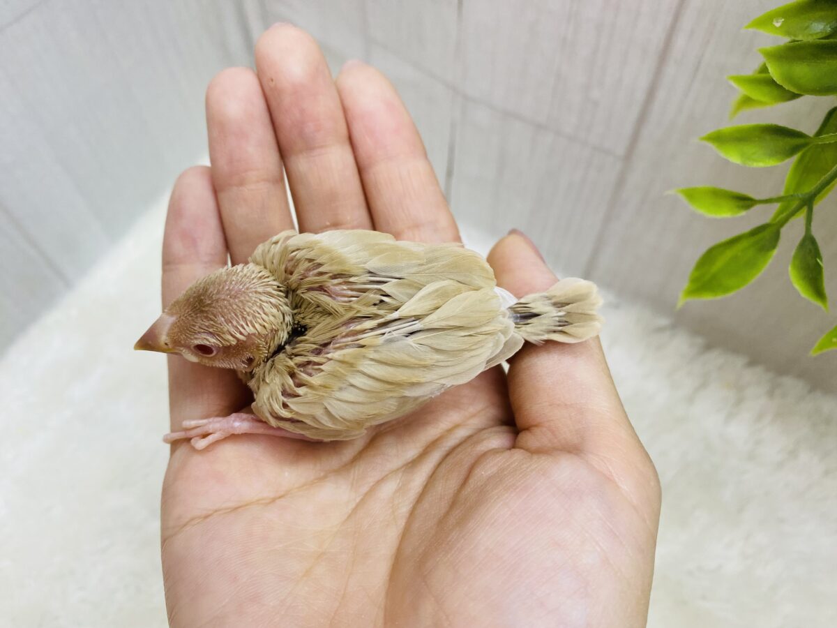 シナモン文鳥