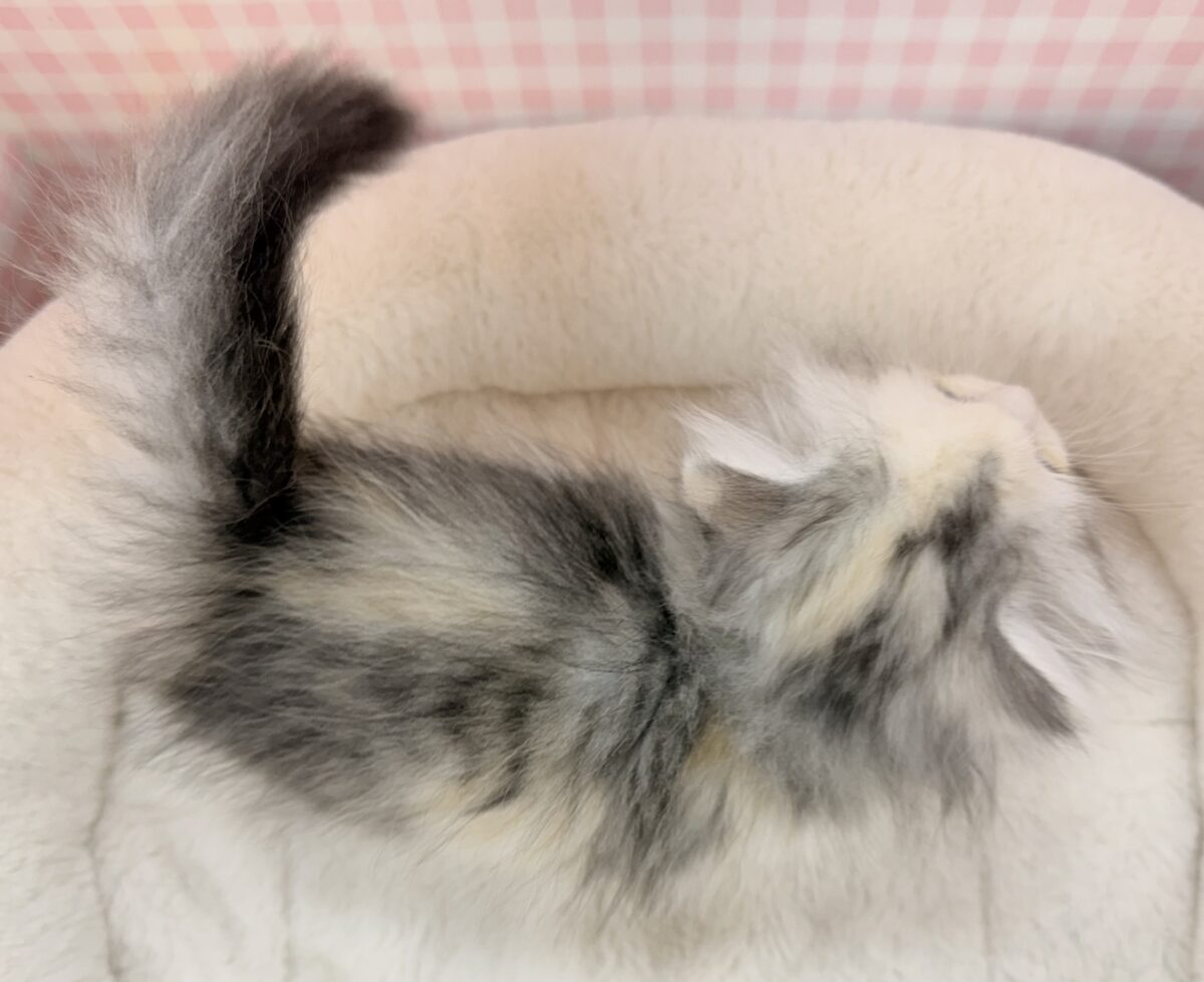 マンチカン