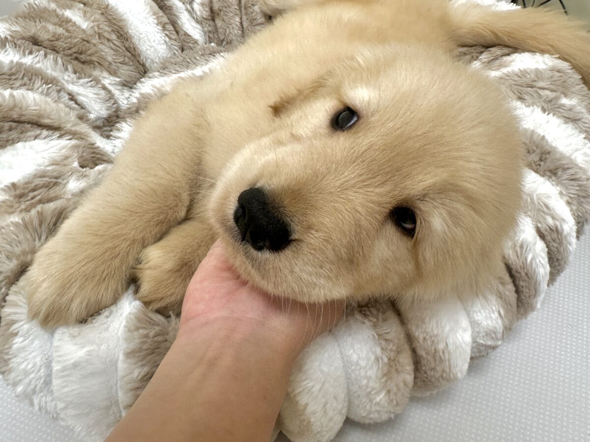 ゴールデンレトリバー