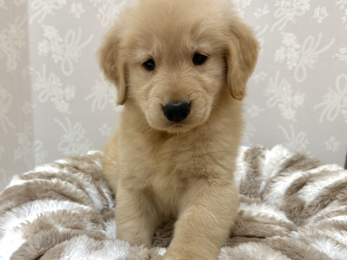ゴールデンレトリバー