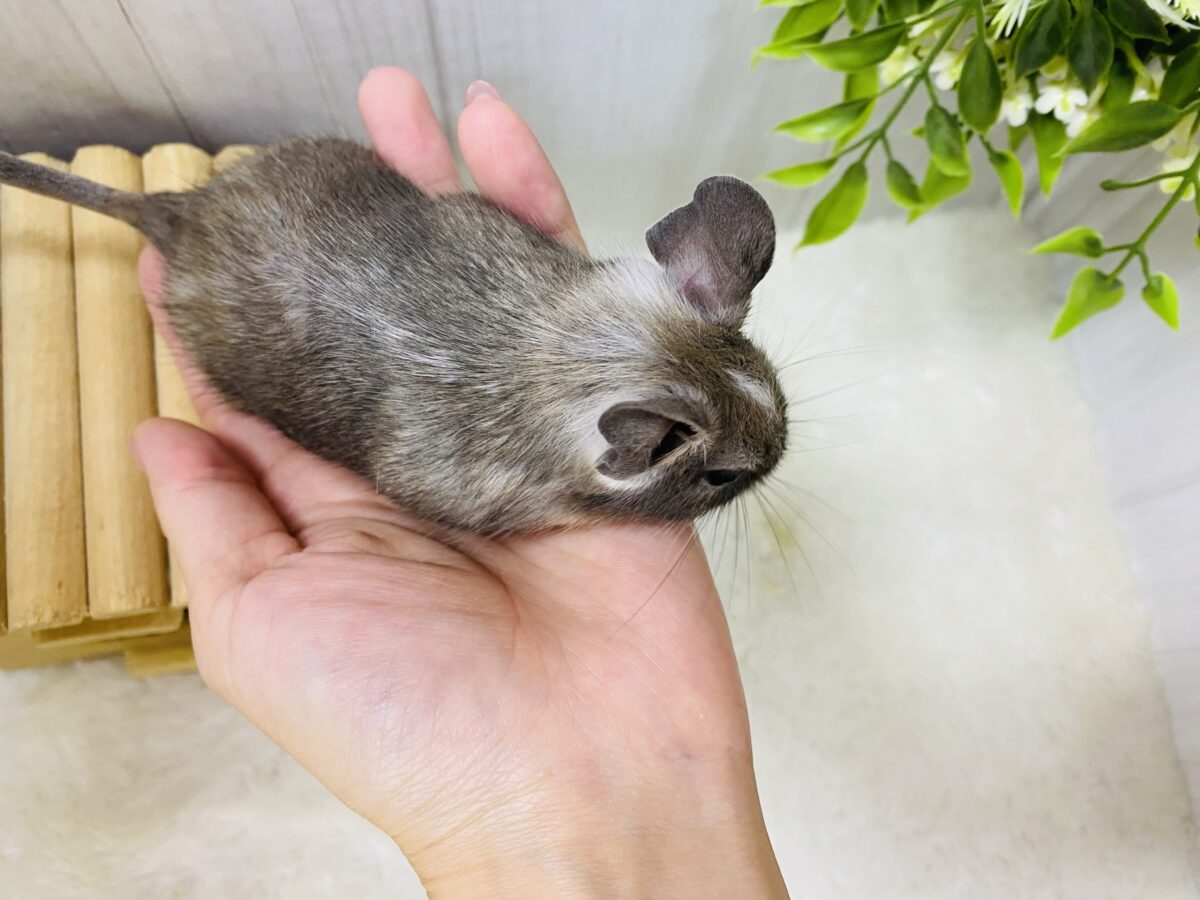 デグー